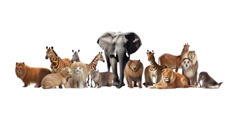 Gordijnen group of animals © andycr