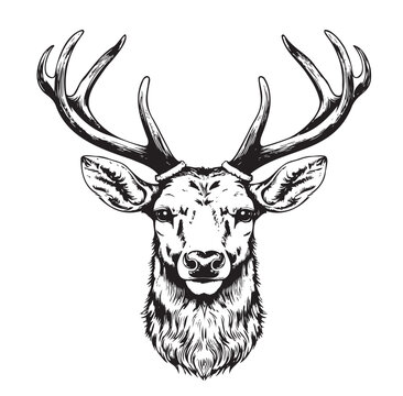 Stag deer head sketch vector graphics monochrome black-and-white drawing