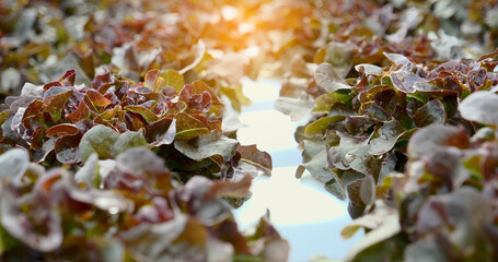Salad farm vegetable red oak lettuce. Close up fresh organic hydroponic vegetable plantation produce red green salad hydroponic cultivate farm. Red oak lettuce salad in green Organic plantation Farm.