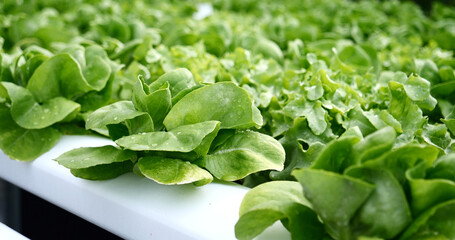Salad farm vegetable green oak lettuce. Close up fresh organic hydroponic vegetable plantation produce green salad hydroponic cultivate farm. Green oak lettuce salad in green Organic plantation Farm