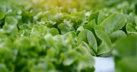 Close up fresh organic hydroponic vegetable plantation produce green salad hydroponic cultivate farm. Green oak lettuce salad in green Organic plantation Farm. Salad farm vegetable green oak lettuce