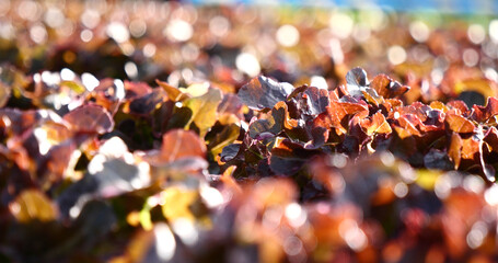 Salad farm vegetable red oak lettuce. Close up fresh organic hydroponic vegetable plantation produce red green salad hydroponic cultivate farm. Red oak lettuce salad in green Organic plantation Farm.