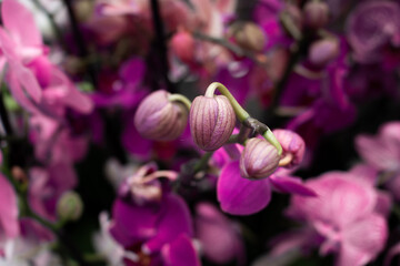 Close up view of orchid flower (Orchidaceae) background. Beautiful flower wallpaper in pink color. - 681480529