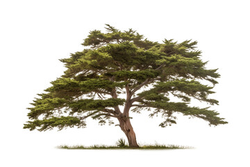 Clean Canvas for Majestic Cedar Isolated on a transparent background