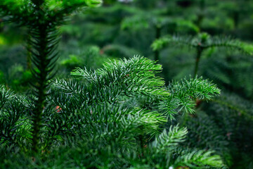 Close up view of pine tree background. Beautiful plant wallpaper. - 681480566