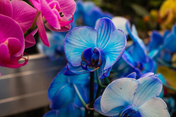 Close up view of Orchid flower (Orchidaceae) background. Beautiful flower wallpaper in pink and blue colors. - 681480595