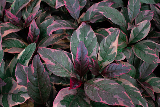 Close up view of Ruspolia plant (Pseuderanthemum maculatum - Acanthaceae) background. Beautiful plant wallpaper.