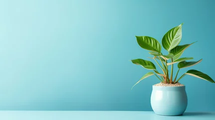 Foto op Aluminium Home potted plant isolated over blue background. Pot with home plant with copy space © Boraryn