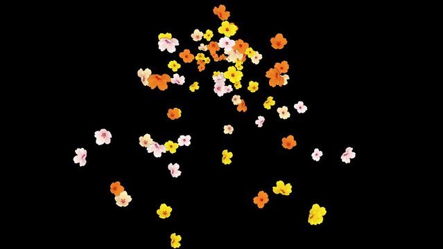 Explosion of beautiful colourful flowers, colourful flowers rising and falling