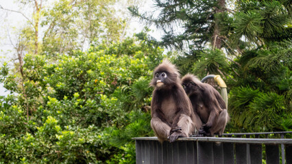 An endangered Phayre's leaf Monkey from Penang Malaysia, Dusky langur or Leaf Monkeys