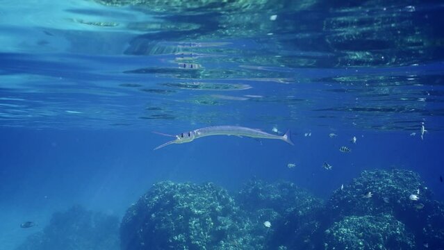 Sea pike swims open mouth over coral reef on sunny day in sunbeams, slow motion. Needlefish or Garfish floats in blue water above reef in sunlight, opens mouth to invite cleaner fish