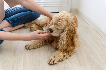 A young woman examines her dog.