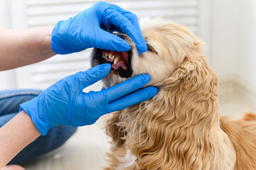 Vet examines a dog's teeth at clinic - obrazy, fototapety, plakaty