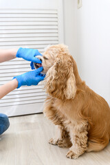 Vet examines a dog's teeth at clinic
