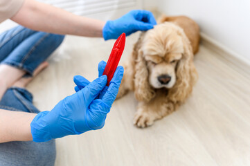 Apply flea and tick medication to dog. - obrazy, fototapety, plakaty