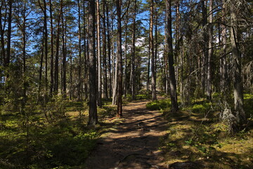 Fototapeta premium Hiking track on Stora Krokholmen in Stendörrens Naturreservat in Sweden, Europe 