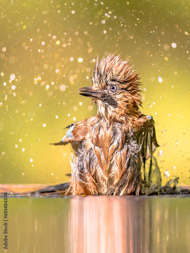 Canvas Prints eurasian jay bathing in water