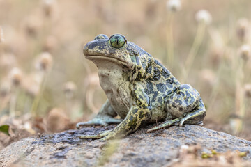 Eastern spadefoot toad on stone
