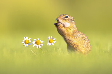 European Ground Squirrel Looking at Camera