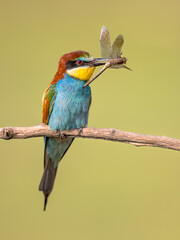 European Bee Eater perched on Branch with dragonfly