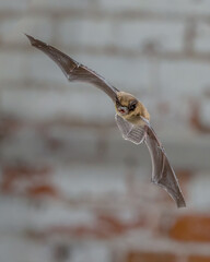 Flying Pipistrelle in front of white brick wall