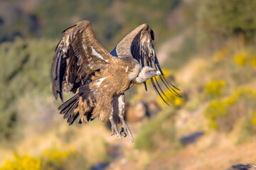 Griffon vulture flying and landing