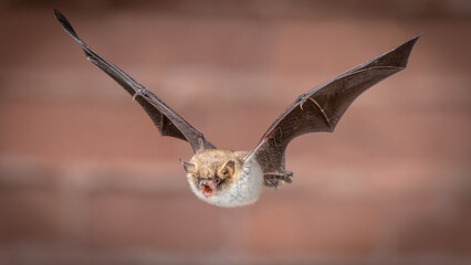 Flying Natterers bat isolated on brick background crop
