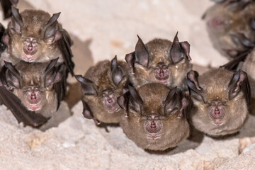 Greater horseshoe bat colony