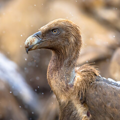 Griffon vulture portrait