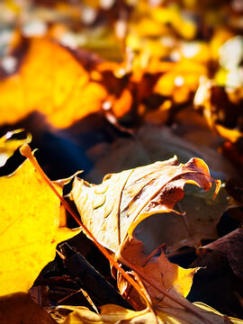 autumn leaves on the ground