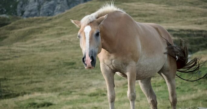 Wild haflinger horse on Italian Alps mountain pastures