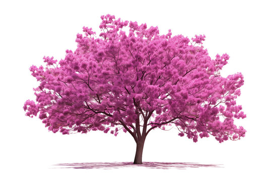 Eastern Redbud Tree Close-Up Isolated on a transparent background