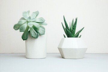Two green succulents in the light of beige pots on a light wooden background. House plants, gardening. Front view