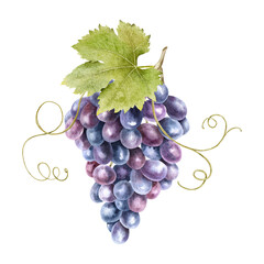 A bunch of grapes with leaves. Grape vine. Watercolor illustrations. Isolated. For the design of labels of wine, grape juice and cosmetics, wedding cards, stationery, greetings, wallpaper, invitations
