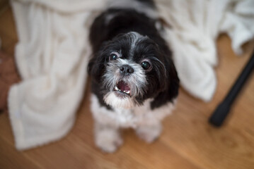 Little Shih Tzu Dog of Black-and-White Coloring