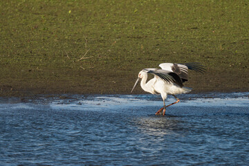 水辺でエサを探すコウノトリ