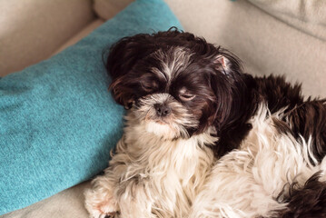 Little Shih Tzu Dog of Black-and-White Coloring