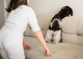 Girl with a dog. 9-Year-Old Girl Playing with Her Small Dog at Home