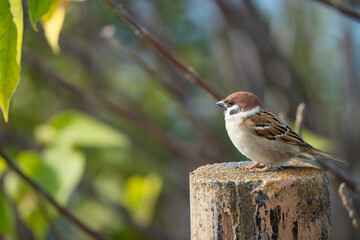 公園に生息するかわいいスズメ