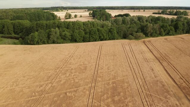 Aerial footage of a mature wheat field ready for harvest, drone moving slowly