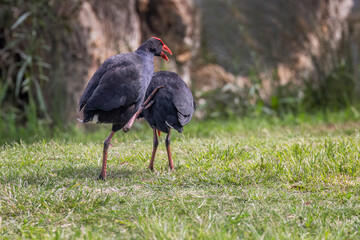 Australasian Swamphens (Porphyrio melanotus) preparing for mating on a sunny day in the grass field - Centennial Park, Sydney, Australia.