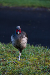 Male Kalij Pheasant in the grass
