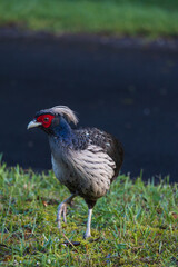 Male Kalij Pheasant in the grass
