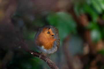 Robin in a garden in November, United Kingdom