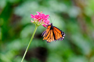 Close-up of a pretty butterfly looking for food, taken in Germany on a sunny day.