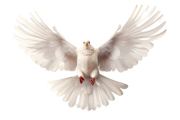 white dove flying - obrazy, fototapety, plakaty