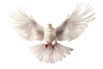 Fotobehang white dove flying © KRIS