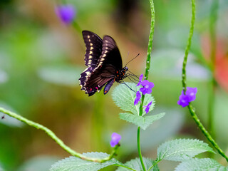 Close-up of a pretty butterfly looking for food, taken in Germany on a sunny day.
