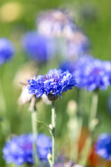 A cornflower in the summer sunshine, with selective focus
