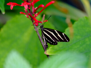 Close-up of a pretty butterfly looking for food, taken in Germany on a sunny day.
